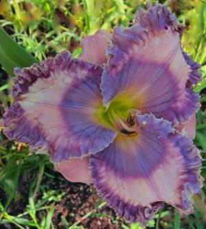 Vibrant Violet Ruffles